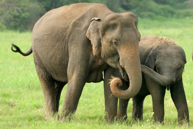 Thekkady Wildlife & Spice Tour